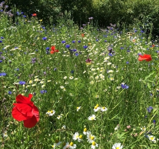 Wildflower meadow Gordon Langton Presteigne