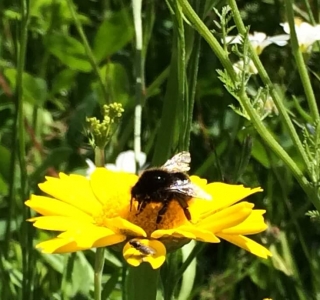 Wildflower meadow bees Presteigne